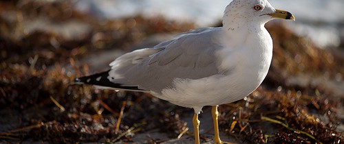 Hingucker: Möwe klaut Kamera und fliegt davon