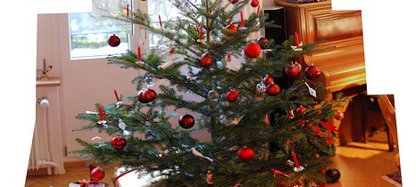 Wird Weihnachten unterm Baum entschieden?