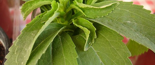 Kalorienfreier Zucker? Das neue Süßungsmittel Stevia