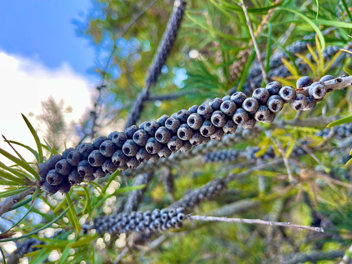 Pflanzen erkennen per App | Frisch gebloggt