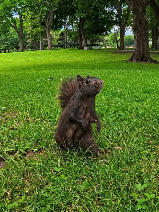 Eichhörnchen